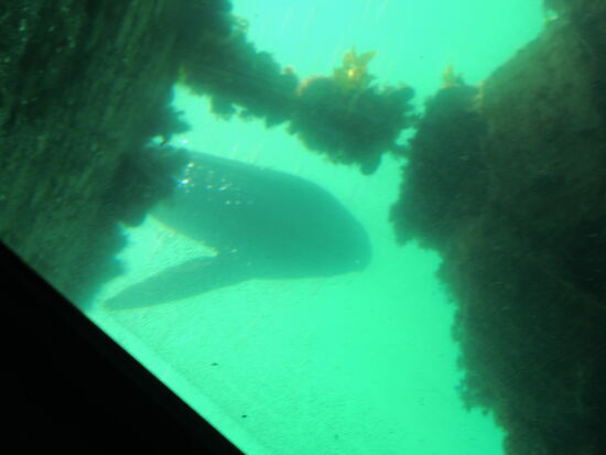 Pelzrobbe ausserhalb des Unterwasserobservatoriums