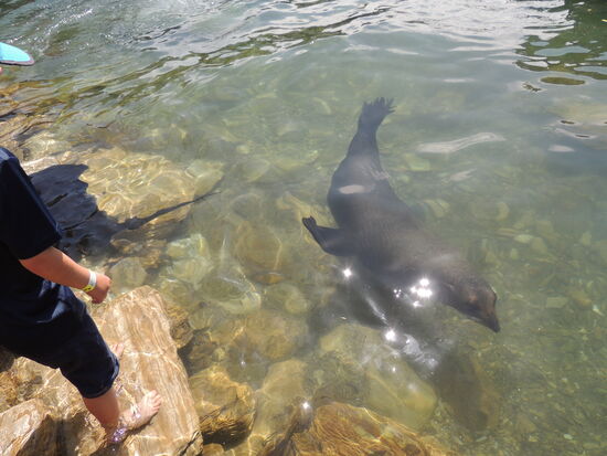 Überraschend besuchen uns Pelzrobben, die eigentlich vor der Bucht leben.