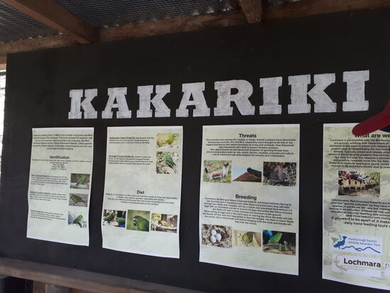 Kakariki - eine lokale Papgeienart