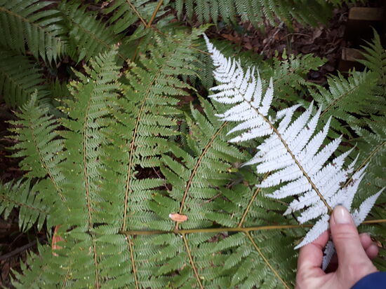 Silber - Farn von oben und unten