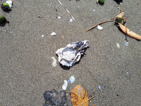 Auster mit draufgewachsenen Muscheln