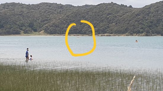 Dort draussen sind Daniel und Eva (und die Haie, Wale, Rochen, ....)