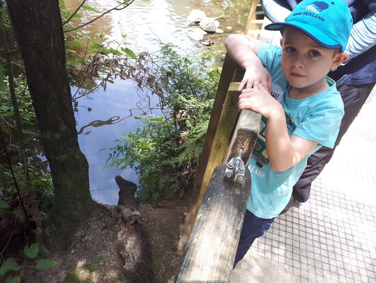 Im Wohnzimmer der Tuatara, wber wo ist sie nur??