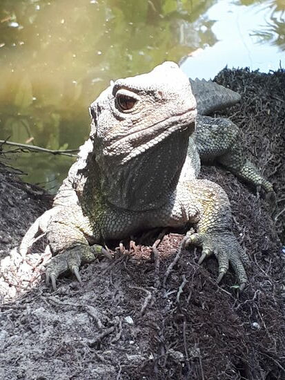 01.01.2020 Kawhia Otorohanga Waitomo Kawhia