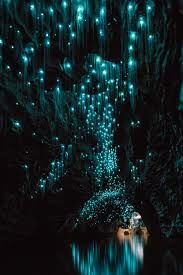 Millionen kleiner Glowworms erleuchten die Höhlen
