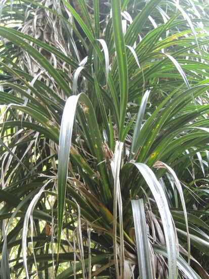 ... wie Beispiel 1: Flachs