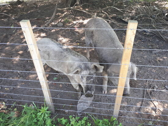 Auch die gibt es - selten aber doch - in Neuseeland
