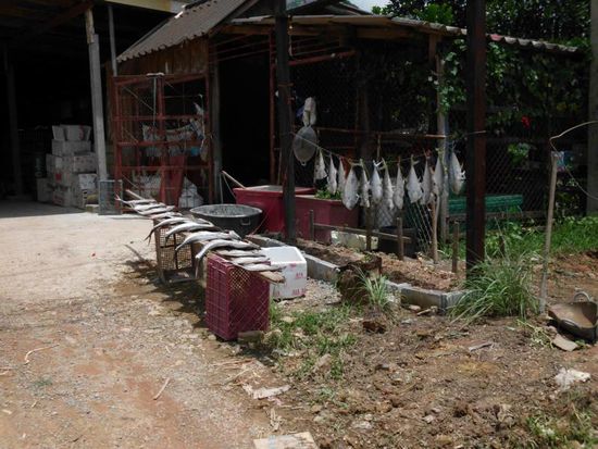 Fisch am Straßenrand in der Mittagshitze gegarrt ...mhhh