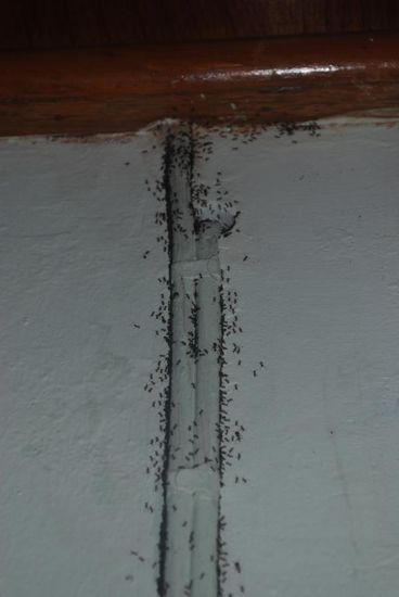 Die Armeisen sind los...