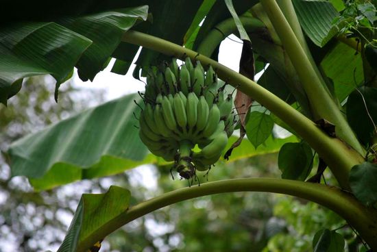 Wachsen hier überall wild.
