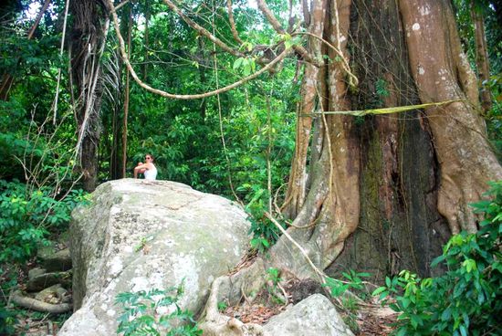 In Thailand sind die Bäume etwas größer.