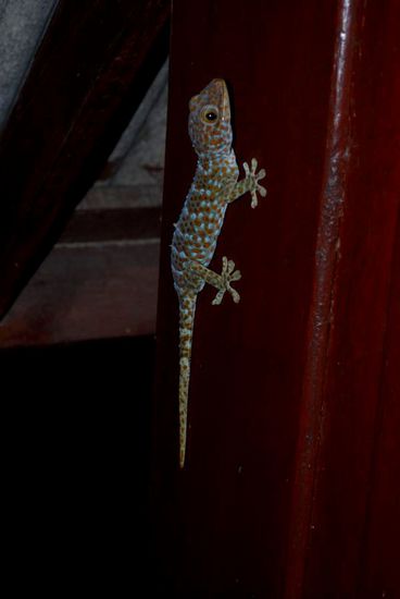 Biologischer Moskitovernichter... etwas größeres Exemplar.