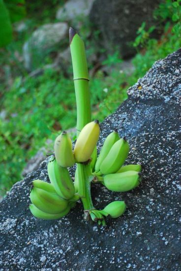 Die gelbe Banane hat Sophie gegessen...