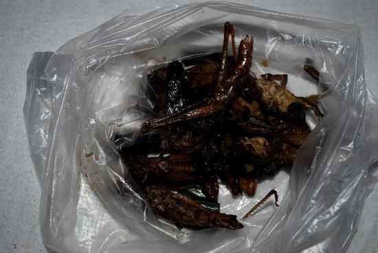 Insekten - Allerlei &amp; Frosch