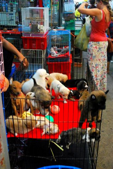 NEIN!!! Es sind keine Kuscheltiere... wir mussten auch zweimal hingucken!