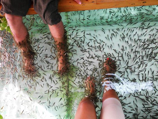 Sooo viele Knabberfische!!