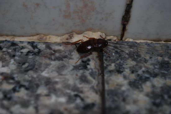 Unser kleiner Mitbewohner... süß issa :p...