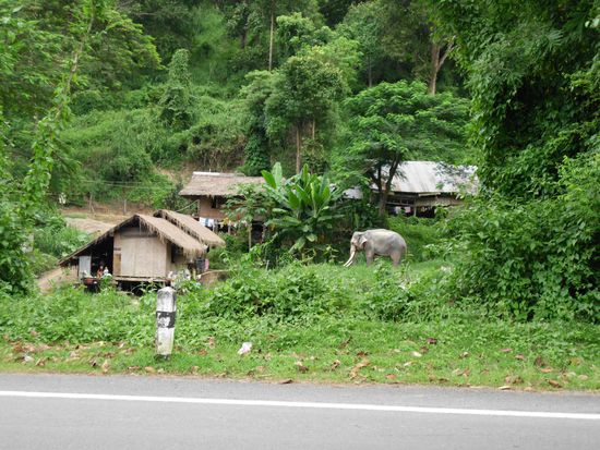 Der erste Elefant!!!!