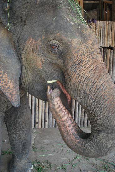 Unsere Ponpaen bei ihrer Lieblingsbeschäftigung!