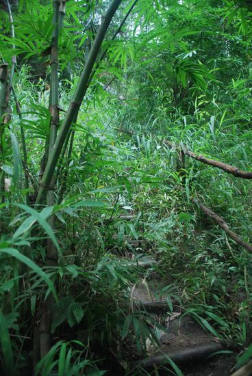 Welcome to the Jungle!