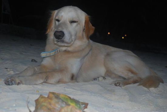 Der Wachhund des Resorts.