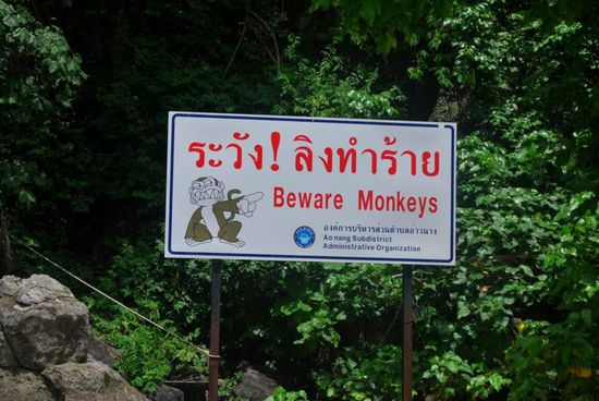 "Monkey Beach"