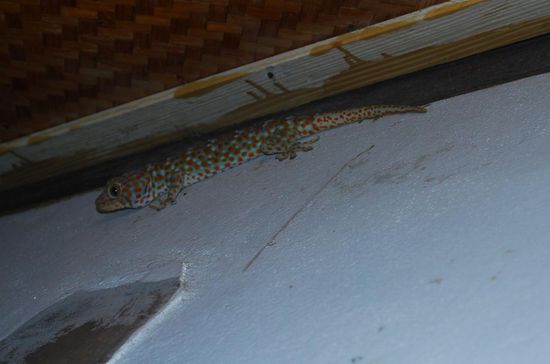 Große Echse... ca. 20 cm lang.