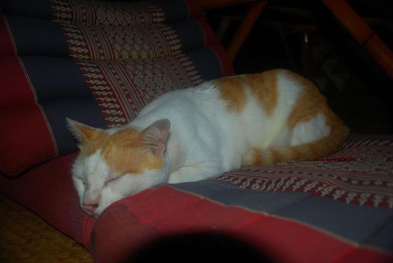 Die wohnt auch hier bei uns "am", nicht im Bungalow