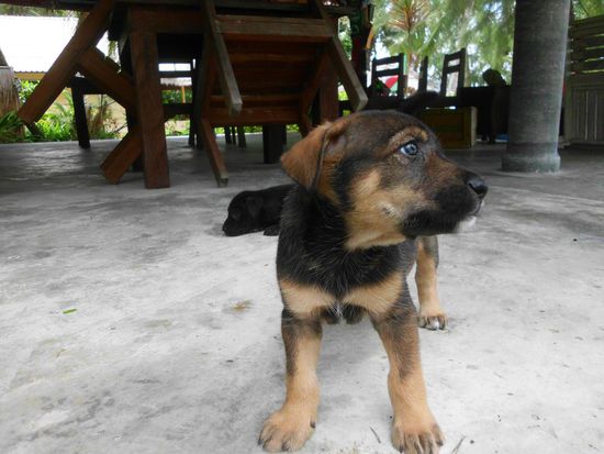 Den nannten wir auch Samson 