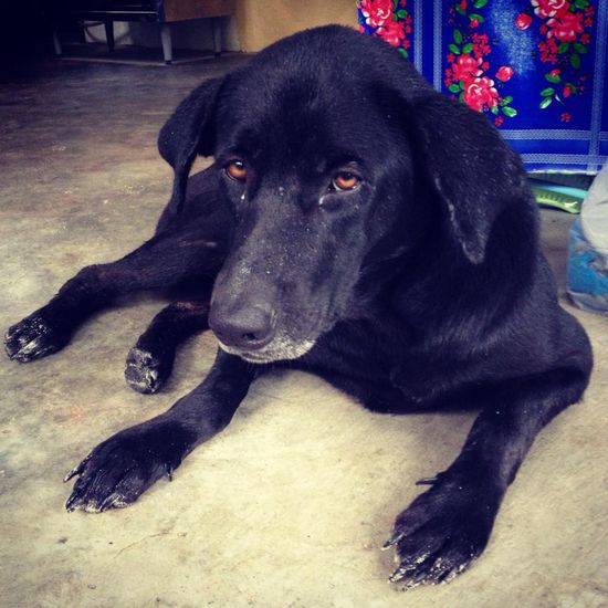 Einer der vier Hunde des Shambhala Resorts