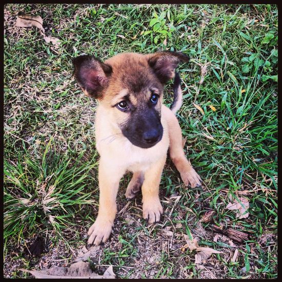 Wir nannten ihn Samson 