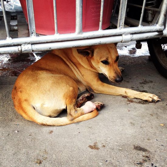 Die kleine Hündin mit der arteriellen Blutung, der wir zusammen mit einem englischsprachigen Auswanderer das Leben gerettet haben. Und sie lebt immernoch ...