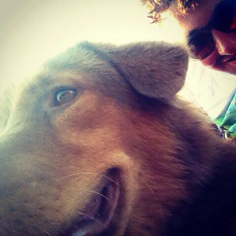 Hund der "Amstardam" Bar
