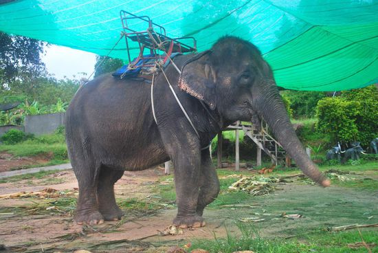 Wir haben dieses Mal nur einen Blick auf die Elefanten geworfen und sind nicht geritten.