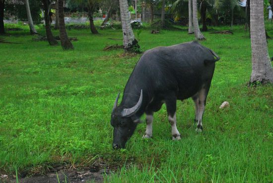Wasserbüffel am Straßenrand...