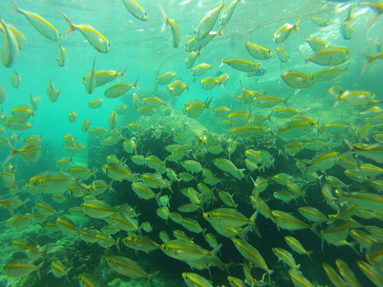 Sehr viele Fische in der Tanote Bay