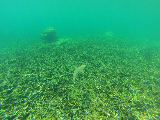 Schwarzspitzenriffhai