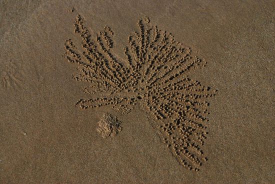 Die Muster der Krebse