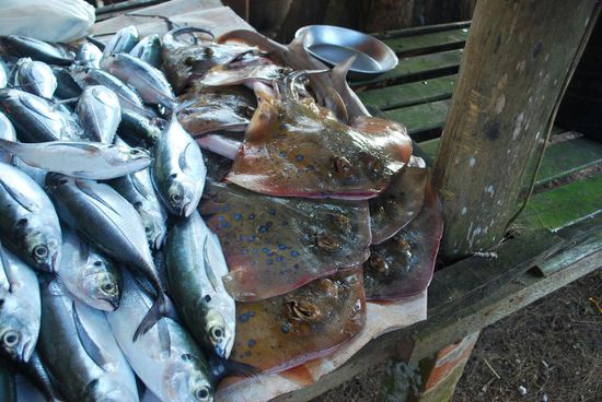 Blaupunktrochen - Wir sehen sie uns die seltenen Meeresbewohner gerne unter Wasser an, hier isst man sie!