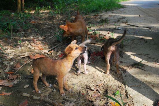 Die drei Welpen und ihre Mama haben wir bei unserem ersten Besuch beim Sai Rung Wasserfall gesehen. Sie waren alle vier sehr abgemagert. An den drei darauffolgenden Tagen kamen wir jeden Tag und brachten ihnen Feucht- und Trockenfutter mit.