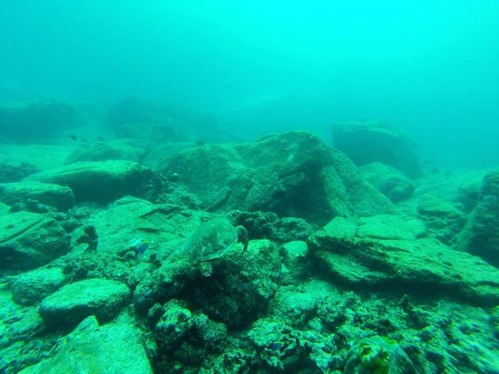 Mittig schwimmt eine alte und ziemlich große Schildkröte