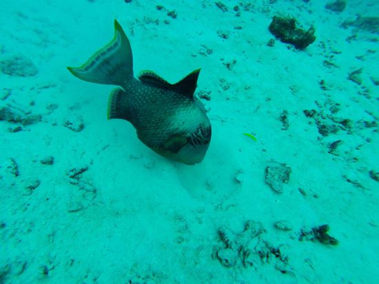 Großer Drückerfisch