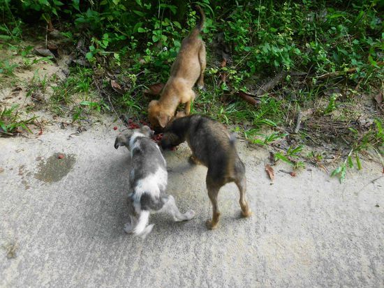 Die letzte Fütterung bevor wir abreisten 