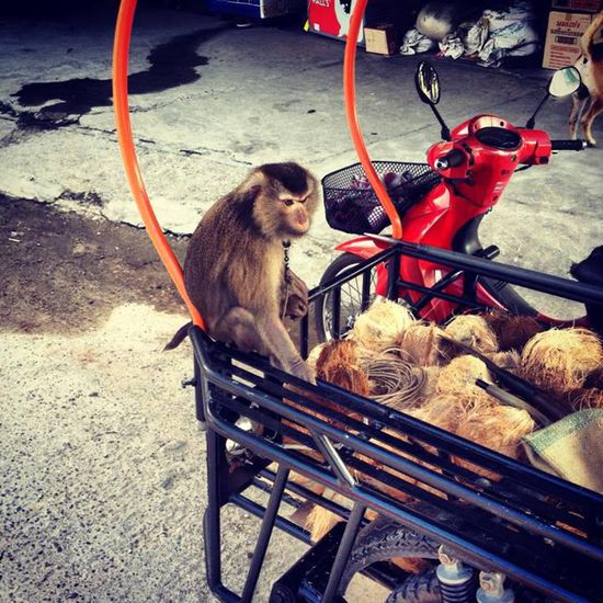 Ein Kokosnuss-Flückaffe
