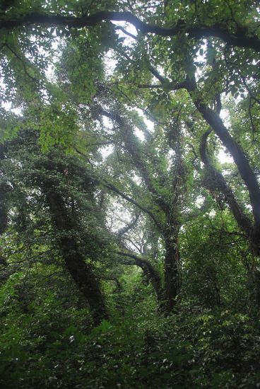 Wanderung durch den tropischen Wald