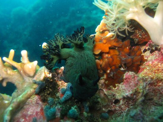 Schnecke (grün)... Meister der Tarnung