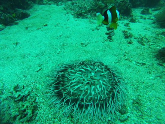 Nemo mit seinem Haus, einer Anemone