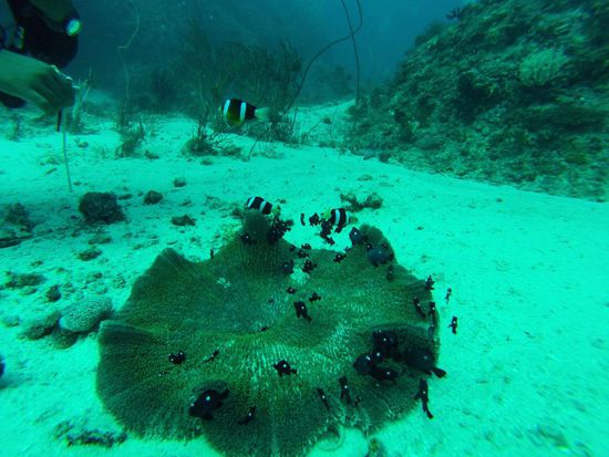 Anemone mit Fischen die sich an ihr geputzt haben