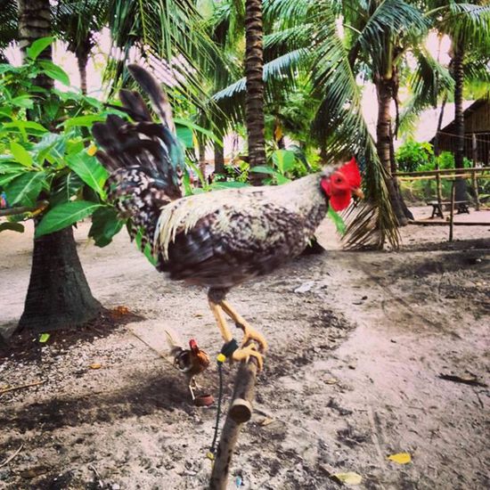 Kampfhahn - jede Familie hat mindestens einen
