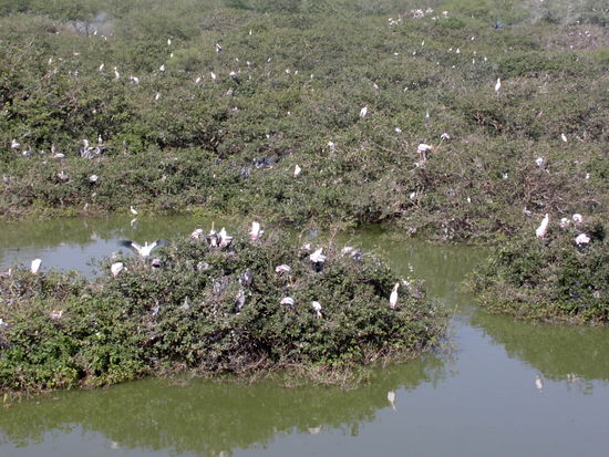 In einem Nationalpark unweit von Madras hatte ich das Glück diesen Störchen und anderen Vögeln beim Brüten zuzusehen...